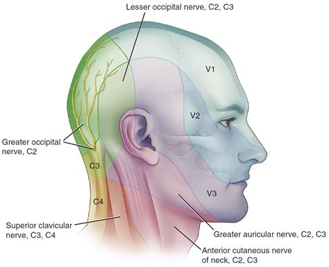 Greater Occipital Nerve Anatomy – NBKomputer