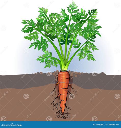 Carrot Plant Growth Stages Infographic Elements. Growing Process Of ...