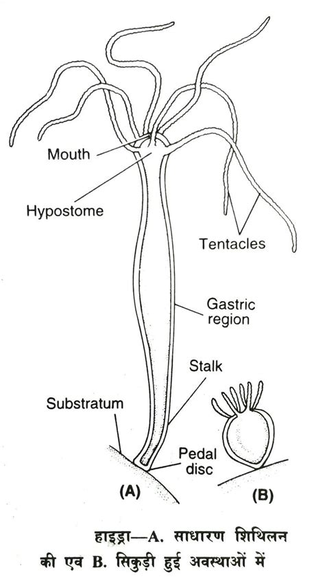 classification, habitat and structure of Hydra | Biology drawing ...