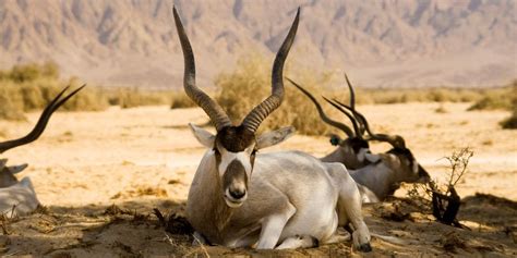 Desert Animals: 15 Iconic Animals To Spot On Safari ️