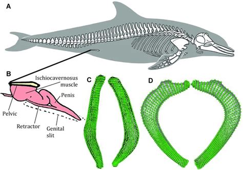 Skeletal anatomy of the bottlenose dolphin (Tursiops truncatus). (A ...