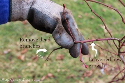 Want a larger blueberry harvest? Learn how to prune blueberries in this ...