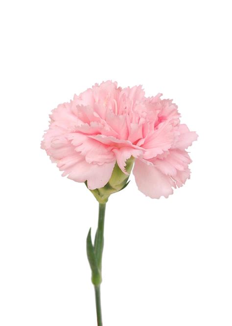 Carnation Light Pink - D'Spring