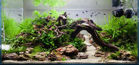 90x45x45cm planted Dragon Stone aquascape | Three week updat… | Flickr