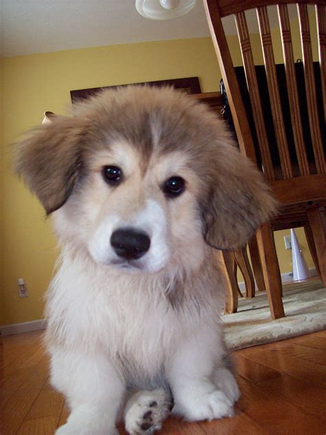 Meet Murphy, a Corgi Great Pyrenees mix | Animals | Pinterest | Corgi ...