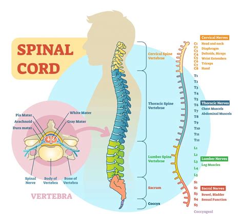 10 Surprising Facts About the Spinal Cord – SAPNA Pain Management Blog