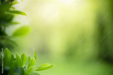 Beautiful nature view of green leaf on blurred greenery background in ...