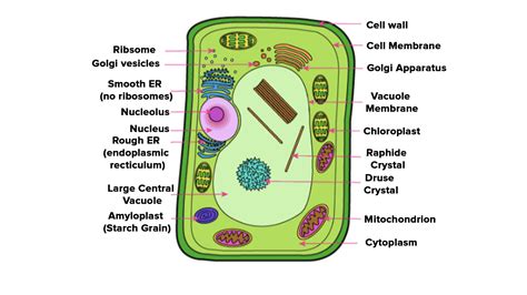 Draw a neat labelled diagram of plant cell.