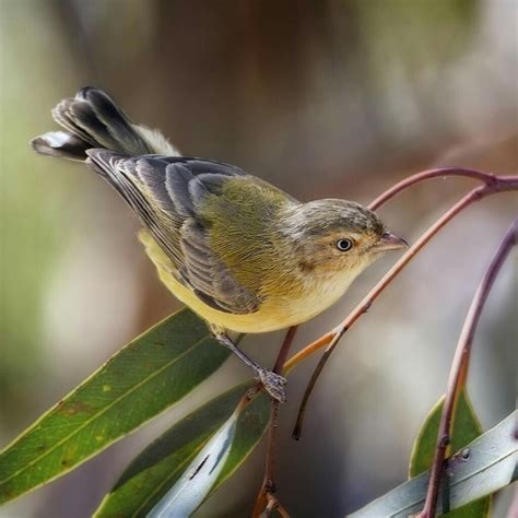 Weebill Australia's smallest Bird measuring 8 - 9 cm | Australian ...