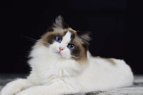 Ragdoll Cats: The Gentle Giants of the Feline World