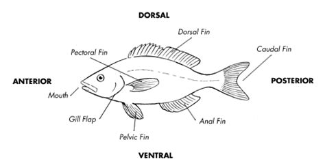 Basic fish diagram (fins labeled) | Fish anatomy, Red fish blue fish ...