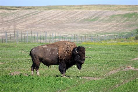 Bison on the grassland at Badlands National Park, South Dakota image ...