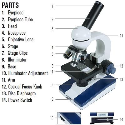 32 Compound Light Microscope With Label - Label Design Ideas 2020