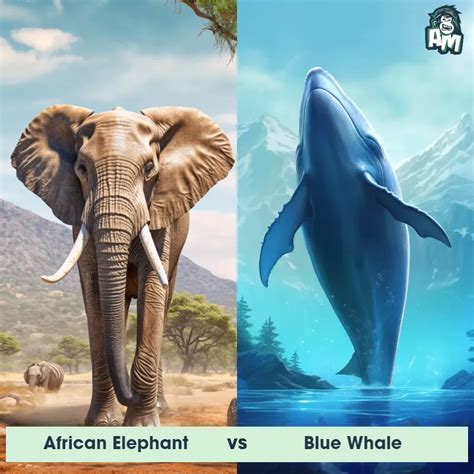 African Elephant vs Blue Whale: See Who Wins | Animal Matchup