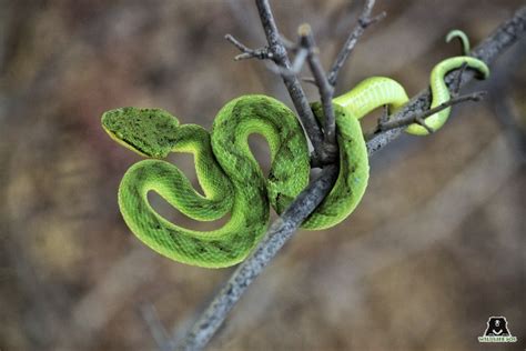 Venomous Snakes Of India - Wildlife SOS