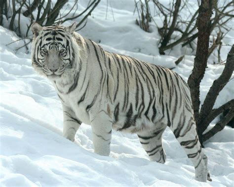 White Siberian Tiger Wallpapers - Wallpaper Cave