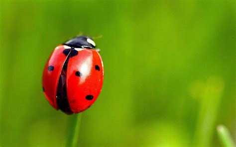 What the Ladybug Can Teach Us About Life | Living to Smile