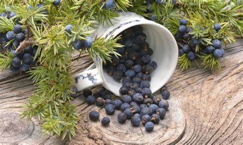 Juniper Berries Health Benefits