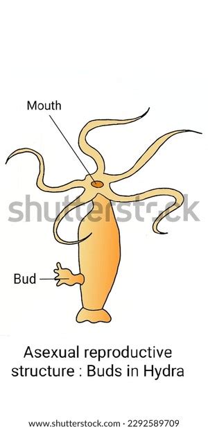 Structure Showing Asexual Reproduction Hydra Sp Stock Illustration ...