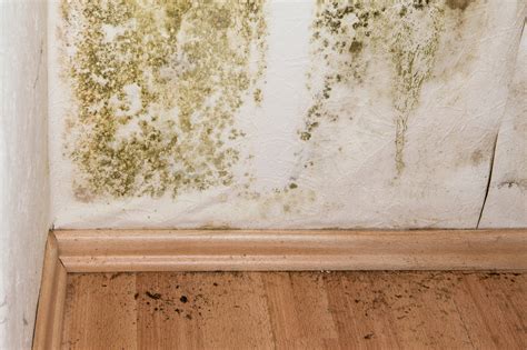 Mold Remediation Cost | Eliminating Mold in Household