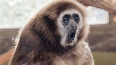 White-handed gibbon - Zoo Boise