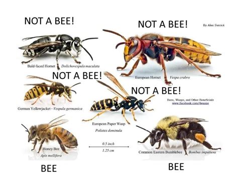 Difference Between Wasp And Hornet