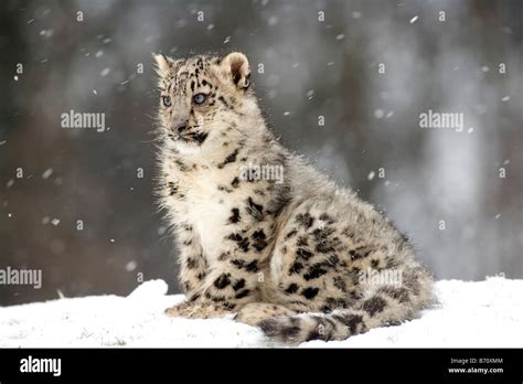 Pair of snow leopard cubs hi-res stock photography and images - Alamy