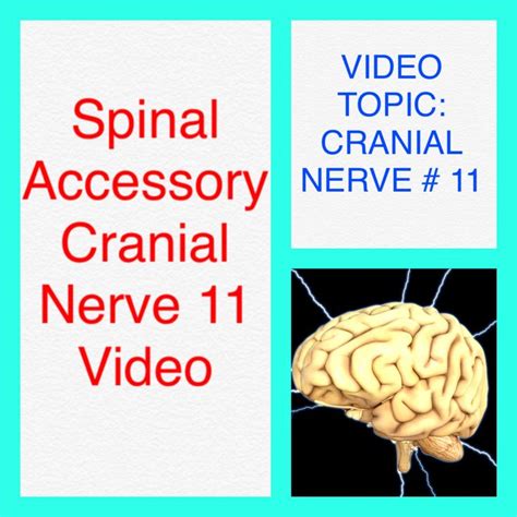 Cranial Nerve 11 | Cranial nerves, Nerve, Medical videos