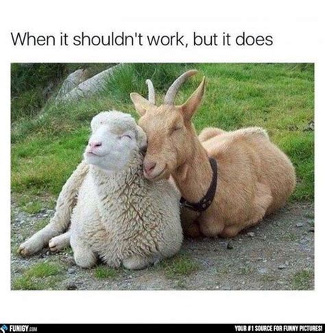 15 Sheep Memes – FunnyFoto - Page 14