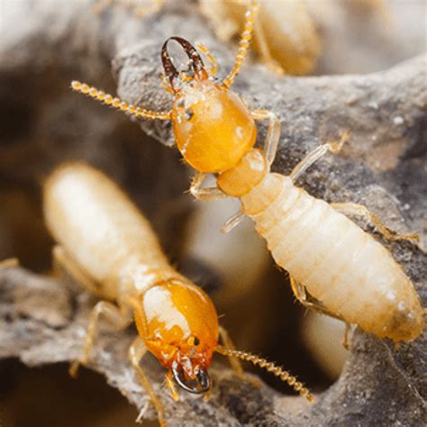 Termite infestation - What does it actually mean? | House Inspections ...