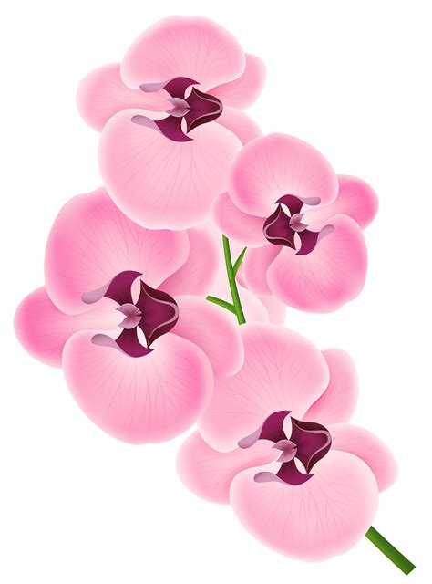 Free Orchid Cliparts, Download Free Orchid Cliparts png images, Free ...