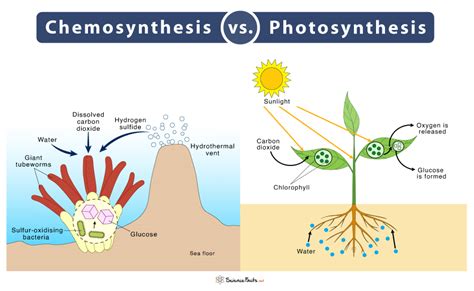 Chemosynthesis – Definition, Process, Equation, and Examples