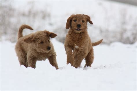 Cute Puppies Playing In Snow - Pictures Of Animals 2016