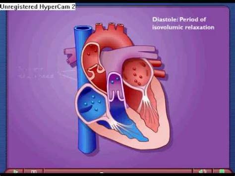 Cardiac Cycle Animation