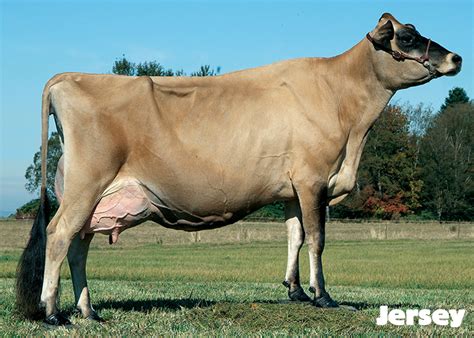 Name That Cow: The 6 Great Dairy Breeds | Dairy Discovery Zone