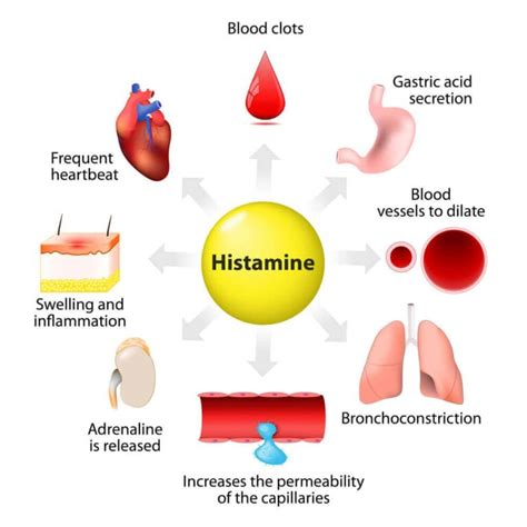 Histamine: Synthesis, Release and Functions - Step To Health