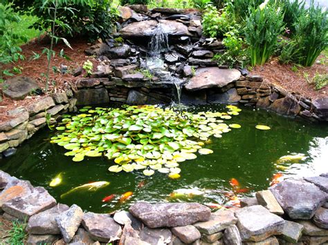 How to Make a Beautiful Goldfish Pond | Dengarden