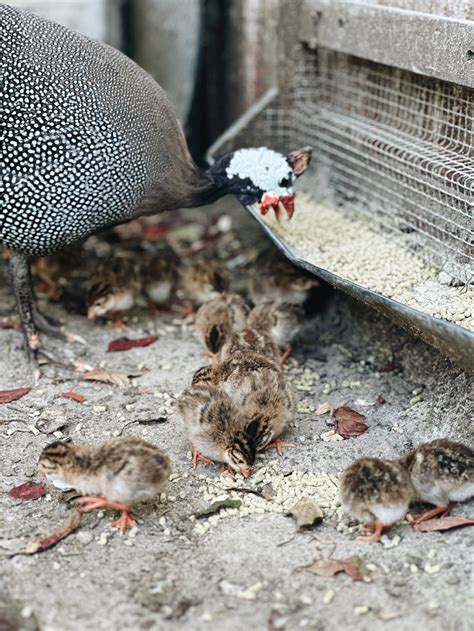 A Beginner’s Guide To Raising Guinea Fowl - Azure Farm | A Beginner’s ...