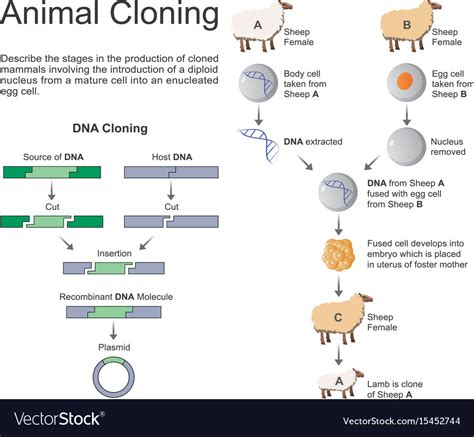 Top 116+ About animal cloning - Merkantilaklubben.org