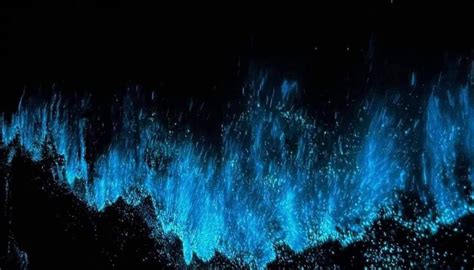 Bioluminescence: The Glow-in-the-Dark Phenomenon - Ocean Info