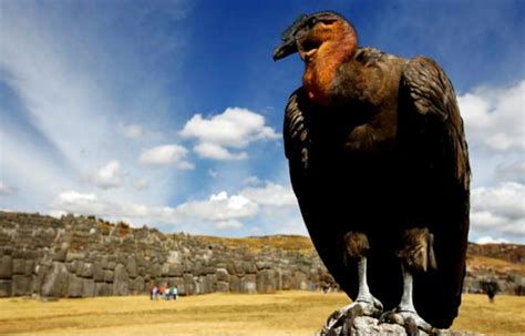 The Condor - Golf A-Z. Rarest event in golf - Golf Today