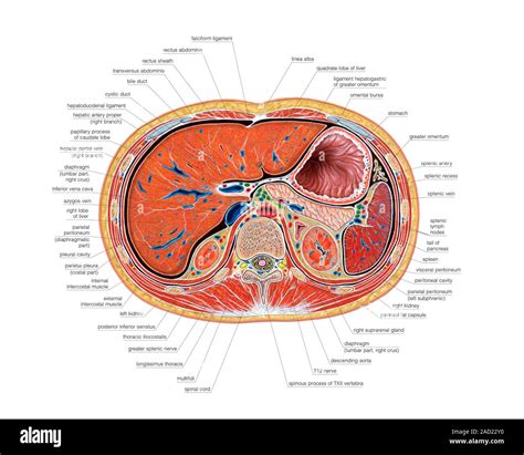 Illustration of the abdomen, transverse section at level to ...