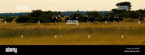 Young male Ostrich running on the African plains Stock Photo - Alamy