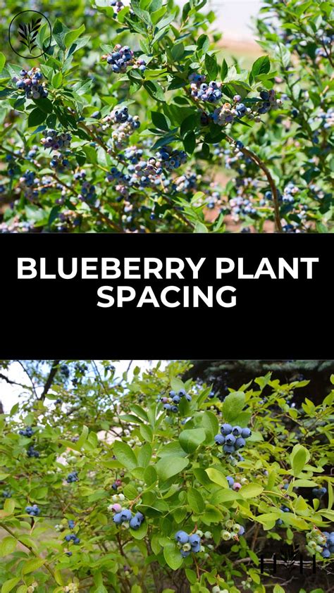 Blueberry plant spacing 🌱 ↔️ 🌱 Getting the distance right for fruitful ...