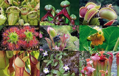 ¿Donde crecen las plantas Carnívoras? - Plantas Exóticas El Rey