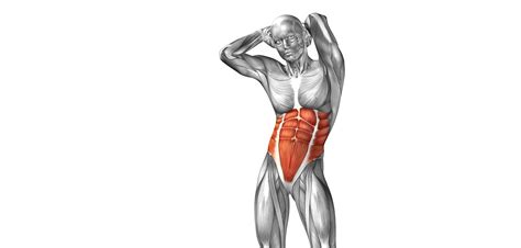 Abdominal muscles | Golf Loopy - Play Your Golf Like a Champion