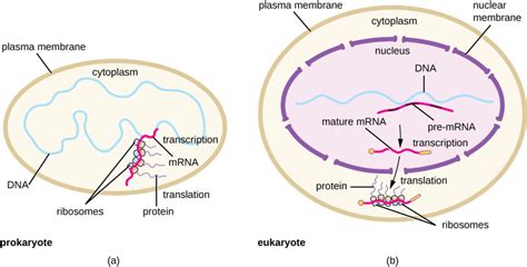 Prokaryotic Transcription and Translation | Biology for Majors I