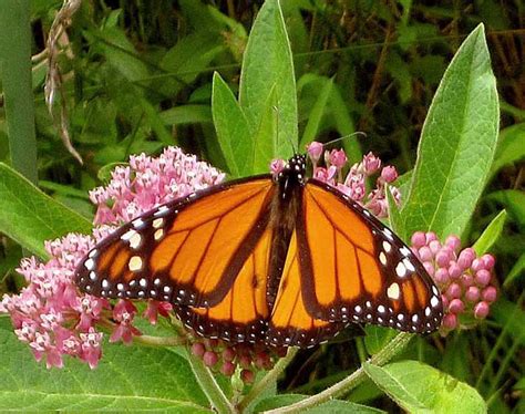 Wild and Edible Milkweed - The Nature Place Day Camp