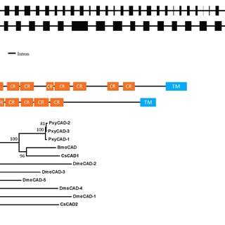 Structure (A), predicted domain structure (B) and phylogeny (C), of the ...