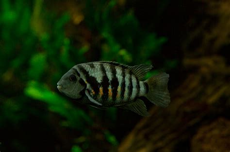 The 7 Best Convict Cichlid Tank Mates - Aquarium Tidings